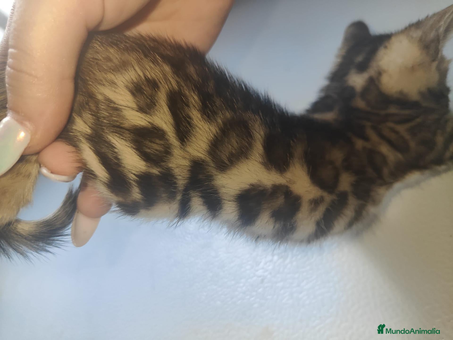 Bengalí gatos Bengali - Anuncio 2