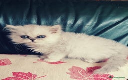 Persa gatos en venta: Persa Chinchilla Hembra - Imagen 3