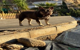 Bulldog Francés perros para monta: KENZO ABIERTO A MONTAS  - Imagen 2