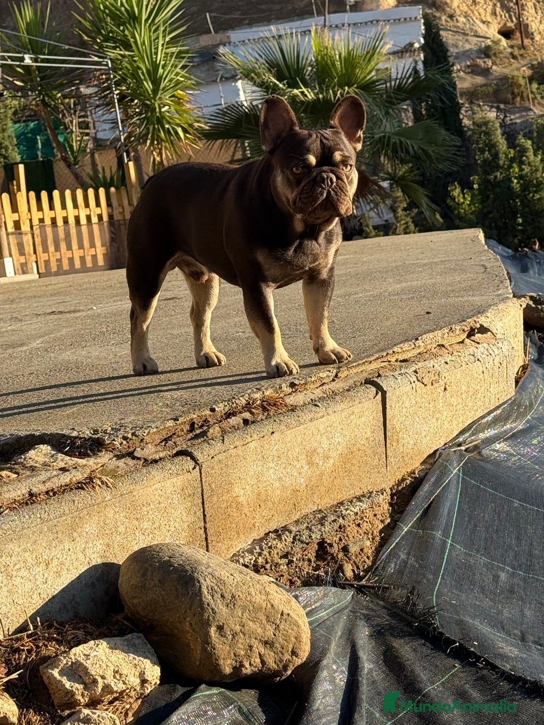 Bulldog Francés perros para monta: KENZO ABIERTO A MONTAS  - Imagen 2