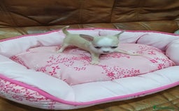 Chihuahua perros en venta: Chihuahua toy  - Imagen 3