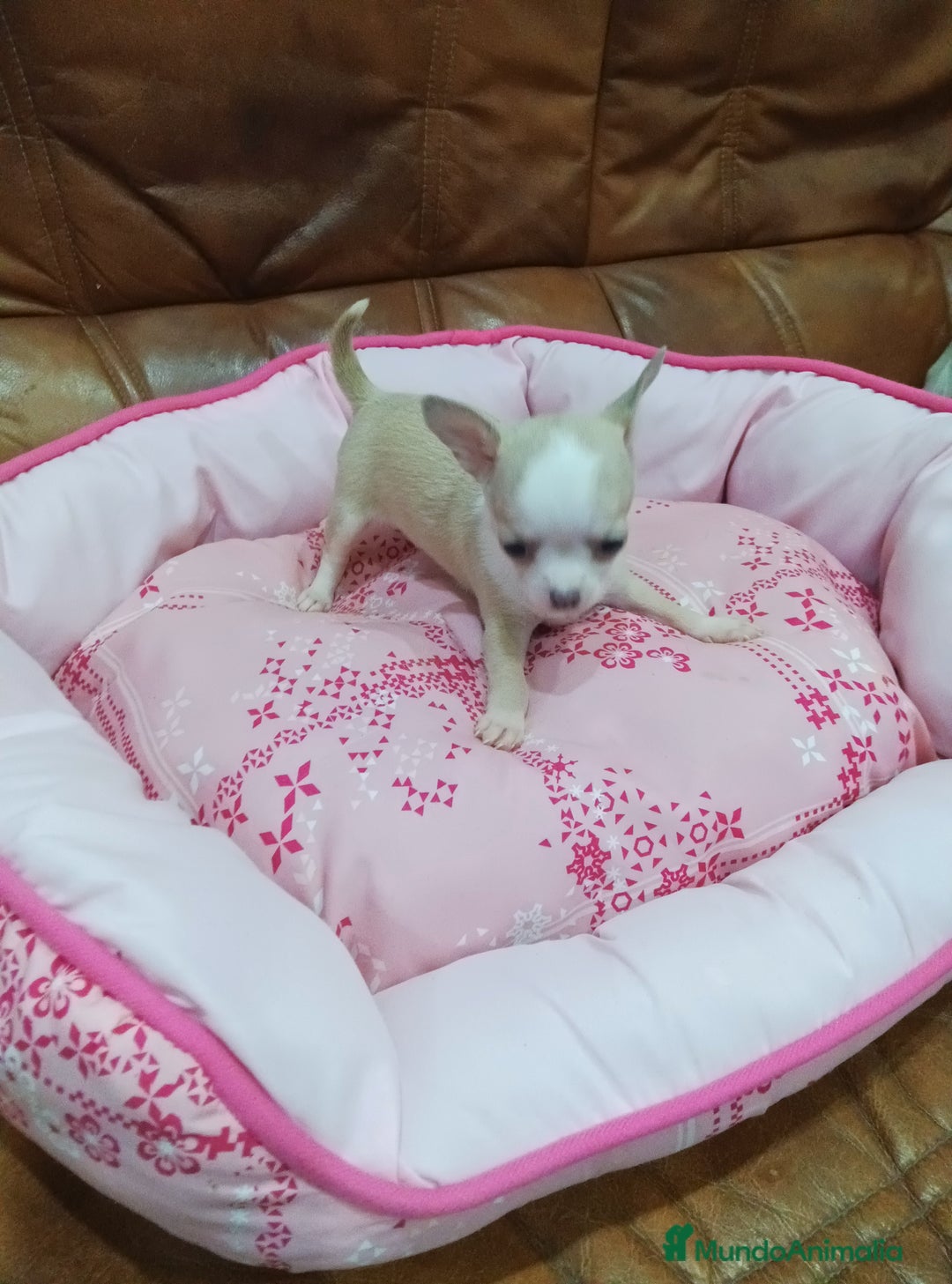 Chihuahua perros en venta: Chihuahua toy  - Imagen 3