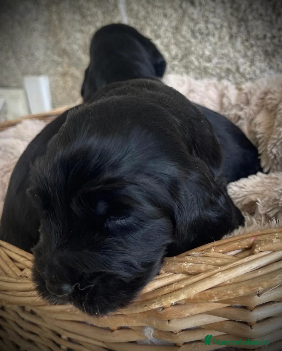 Cocker Spaniel Inglés perros en venta: Precioso cachorro cocker negro  - Anuncio 2