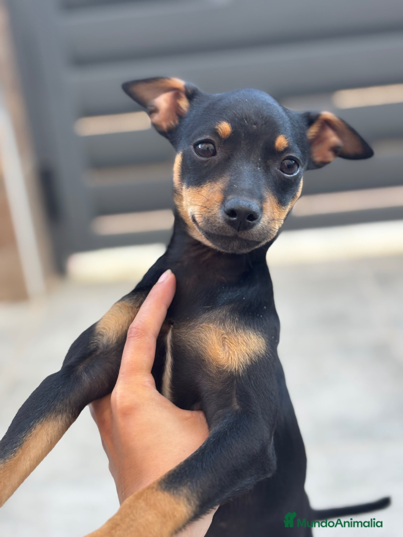 Pinscher Miniatura perros Hembra disponible  - Anuncio 1