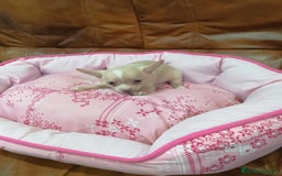 Chihuahua perros en venta: CHIHUAHUA TOY - Imagen 3