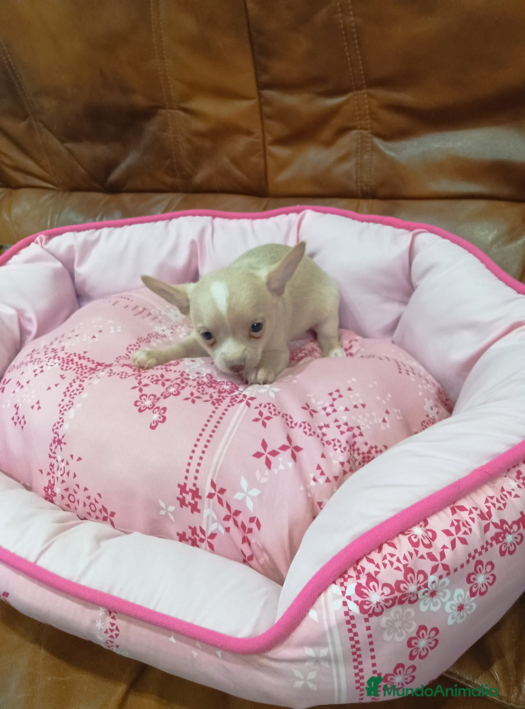 Chihuahua perros en venta: CHIHUAHUA TOY - Imagen 3