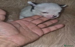 Chihuahua perros en venta: Chihuahua mini-toy ruso - Imagen 14
