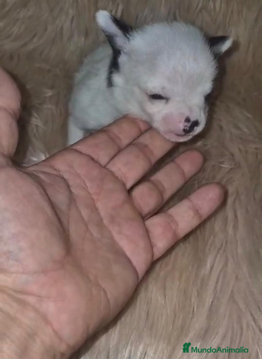 Chihuahua perros en venta: Chihuahua mini-toy ruso - Imagen 14
