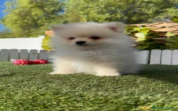 Pomerania perros en venta: POMERANIA - Imagen 9