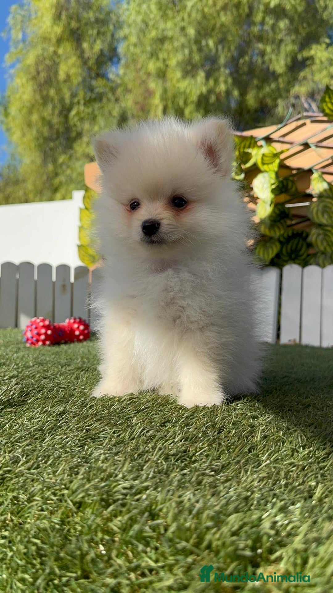 Pomerania perros en venta: POMERANIA - Imagen 9