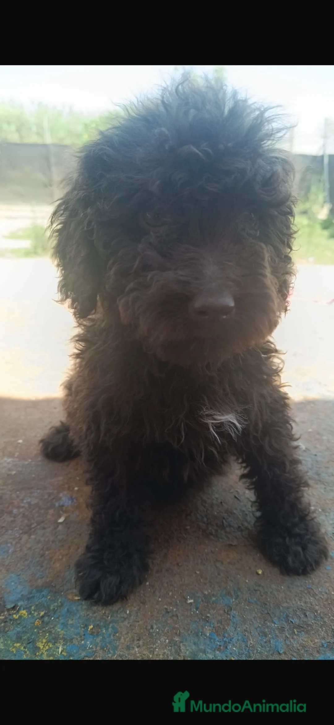 Perro de Agua Español perros en venta: Última perra de agua chocolate🐶🐾🔥 en Málaga - Anuncio 2