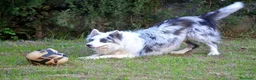 Border Collie perros en venta: camada de border collie  - Anuncio 8