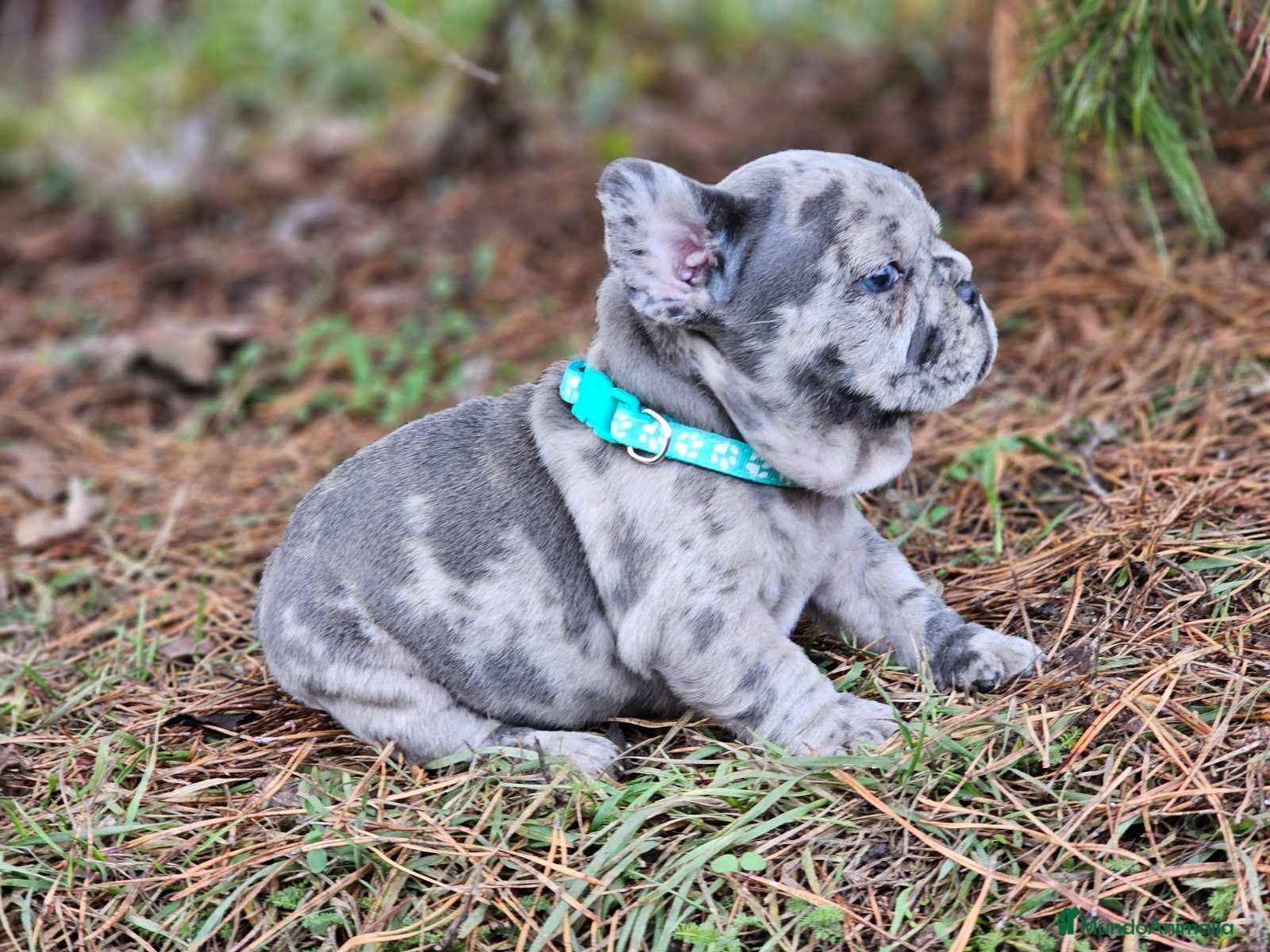 Bulldog Francés perros ‼️‼️BULLDOG FRANCES EXÓTICOS - Anuncio 1