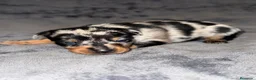 Pinscher Miniatura perros en venta: Pinscher miniatura - Anuncio 6