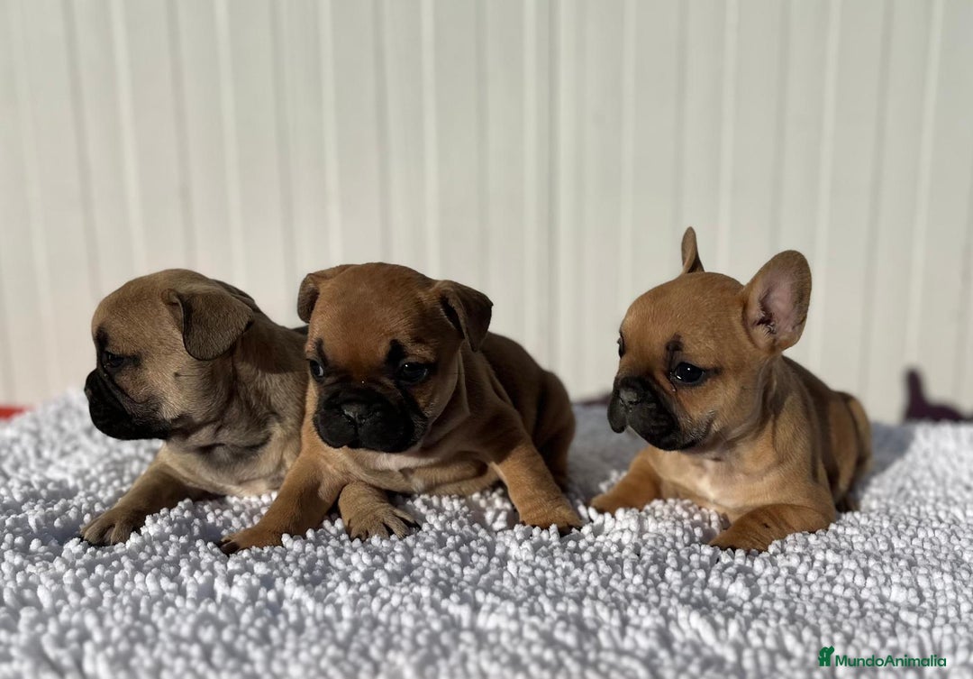 Bulldog Francés perros en venta: Bulldog francés cachorros Fwan  - Anuncio 8