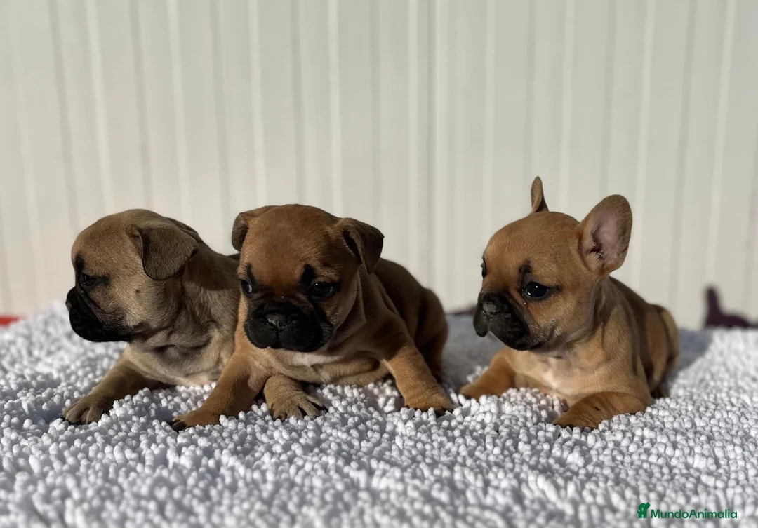 Bulldog Francés perros en venta: Bulldog francés cachorros Fwan  - Anuncio 8