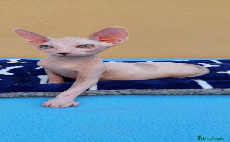 Sphynx gatos - Anuncio 1