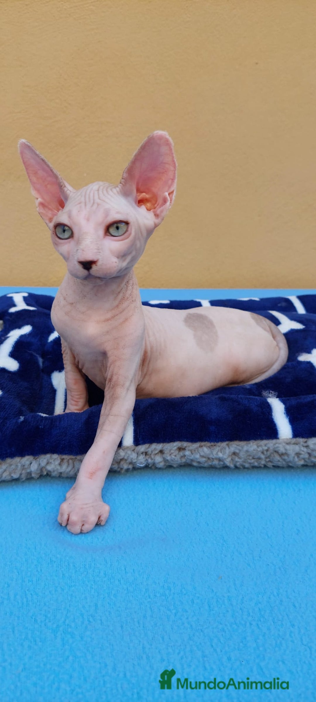 Sphynx gatos en venta: Preciosa hembrita ojos claros  - Imagen 1