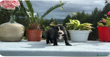 American Pit Bull Terrier perros - Anuncio 5