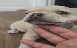 Bulldog Francés perros en venta: Bulldog Francés Macho ojos azules espectacular!!! - Imagen 10