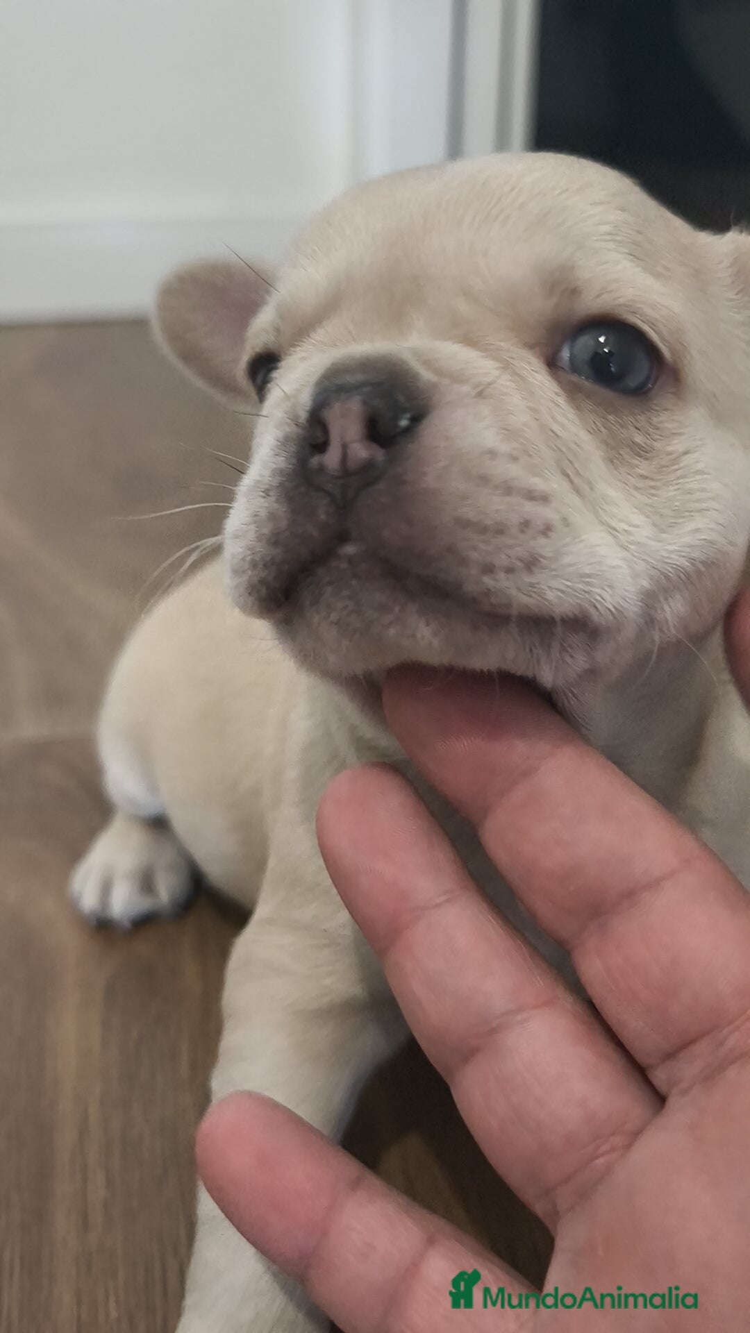 Bulldog Francés perros en venta: Bulldog Francés Macho ojos azules espectacular!!! - Imagen 10