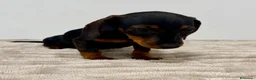 Teckel Miniatura perros en venta: Teckel miniatura - Anuncio 9