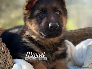 Pastor Alemán perros CAMADA DE PASTOR ALEMAN - Anuncio 2