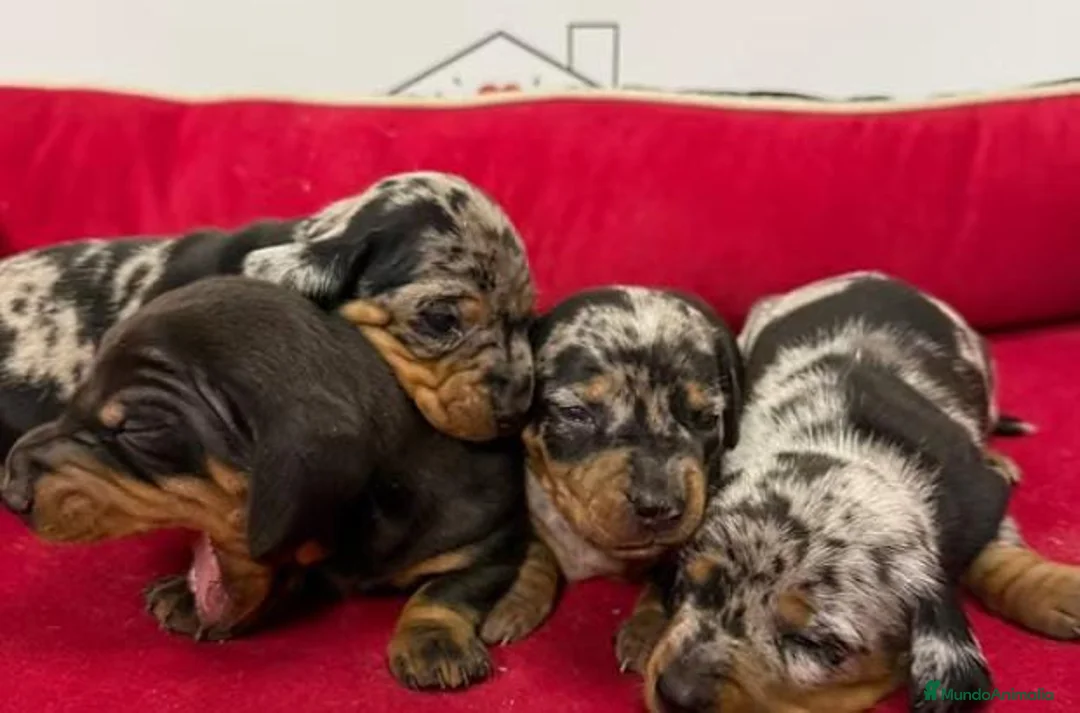 Teckel perros en venta: teckel - Anuncio 1