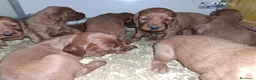 Setter Irlandés Rojo perros en venta: Venta de machitos y hembras de setter irlandés Roj - Anuncio 6