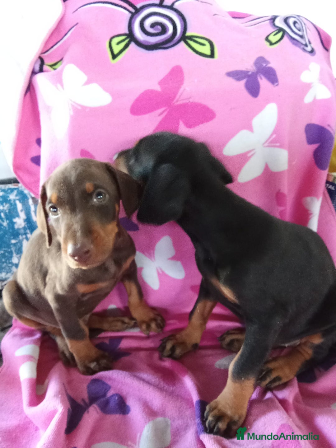 Dobermann perros en venta: Macho chocolate  - Anuncio 1
