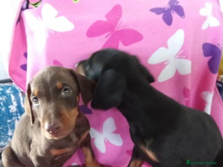 Dobermann perros Macho chocolate - Anuncio 4