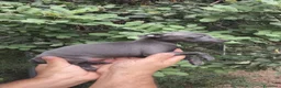 Pequeño Lebrel Italiano perros en venta: Pequeño lebrel Italiano  - Anuncio 12