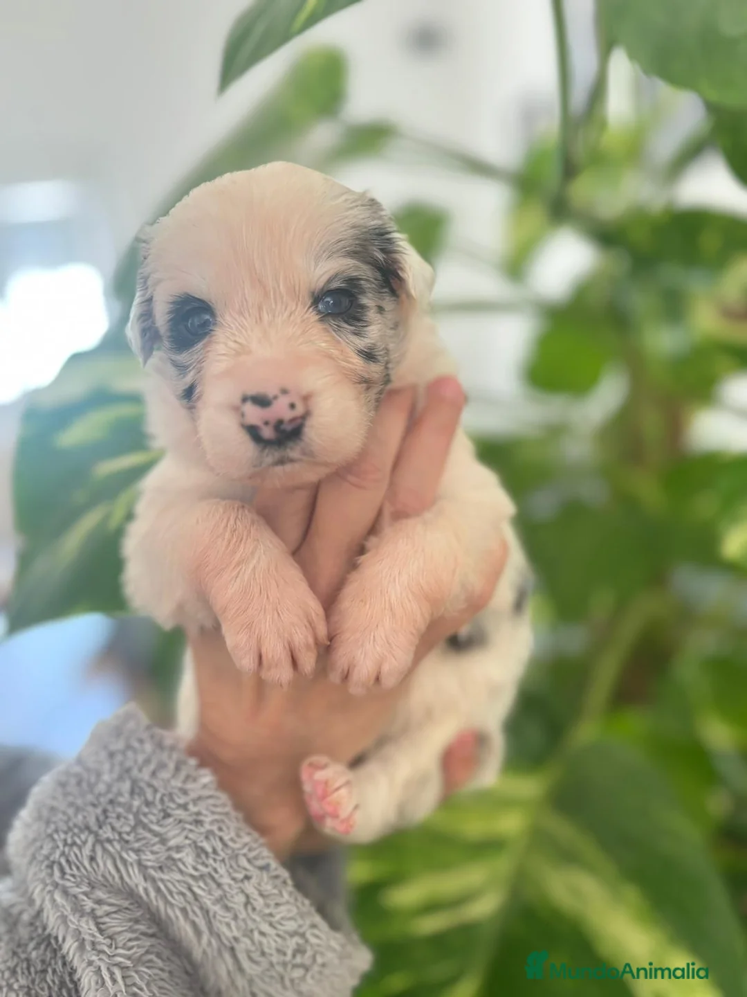 Border Collie perros en venta: Border Collie  - Anuncio 4