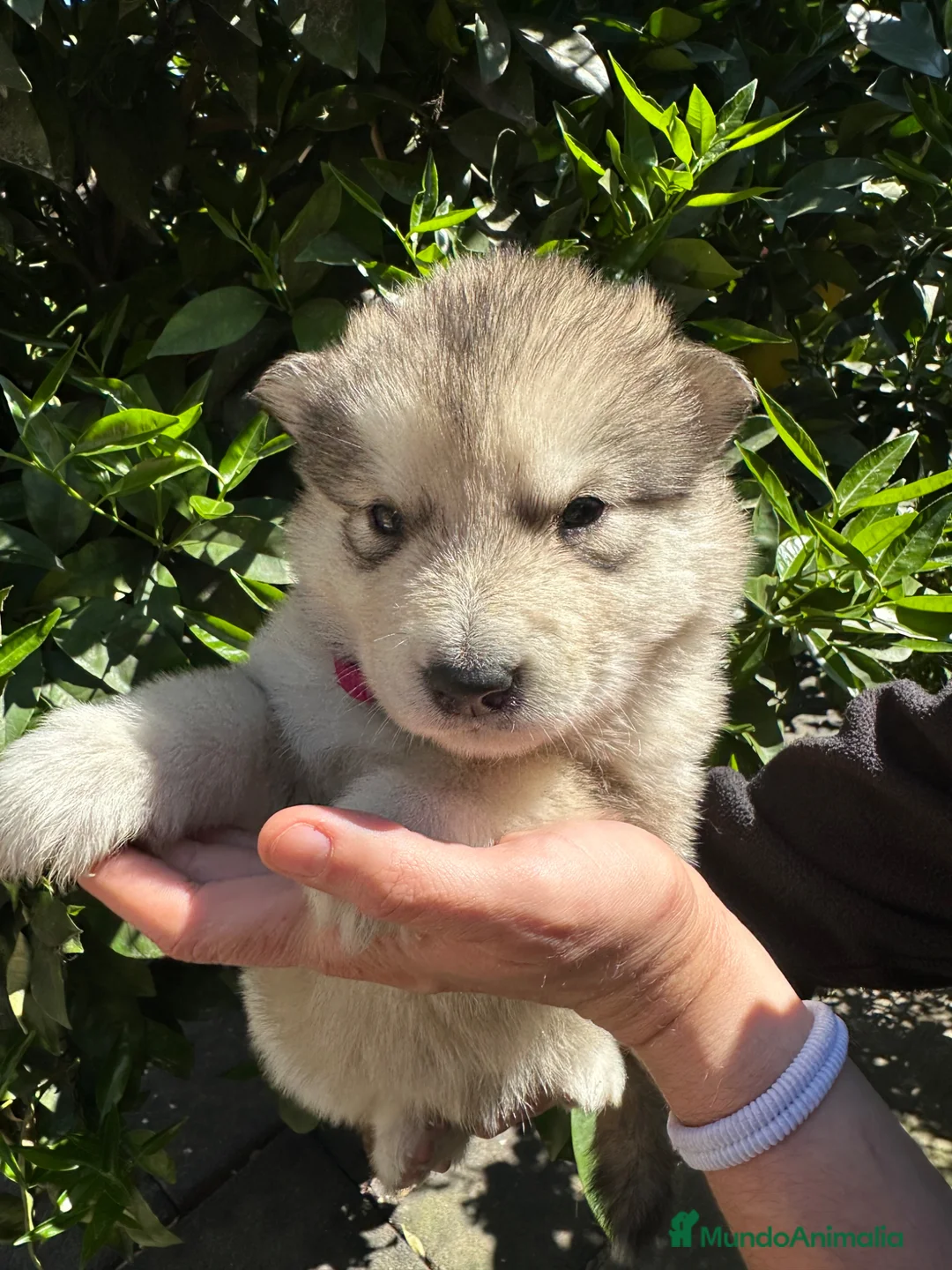 Alaskan Malamute perros en venta: Cachorros alaskan disponibles - Anuncio 5