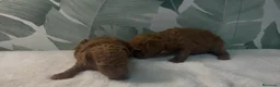 Caniche Toy perros en venta: CACHORROS DE CANICHE  - Anuncio 2