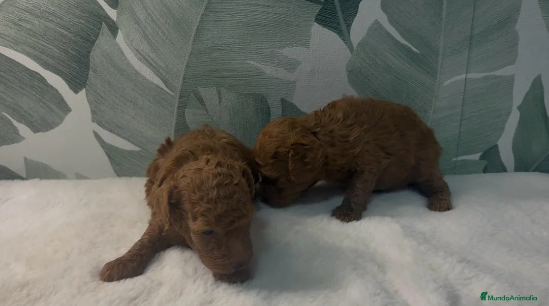 Caniche Toy perros en venta: CACHORROS DE CANICHE  - Anuncio 2