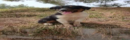 Pastor Australiano perros en venta: PASTOR AUSTRALIANO  - Anuncio 4