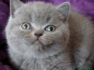 Británico de Pelo Corto Azul gatos en Barcelona - Anuncio 11