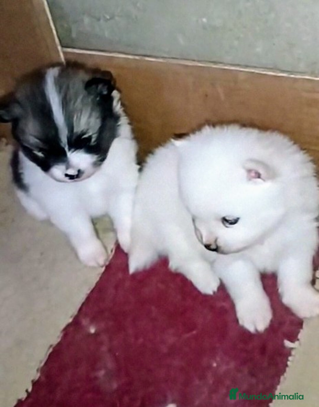 Pomerania perros en venta: LINDOS POMERANIAS CHIQUITINES DESDE 800 € - Imagen 1