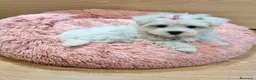 Bichón Maltés perros en venta: Bichón Maltés  - Anuncio 5