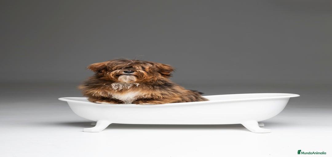 Imagen de galería {{count}}