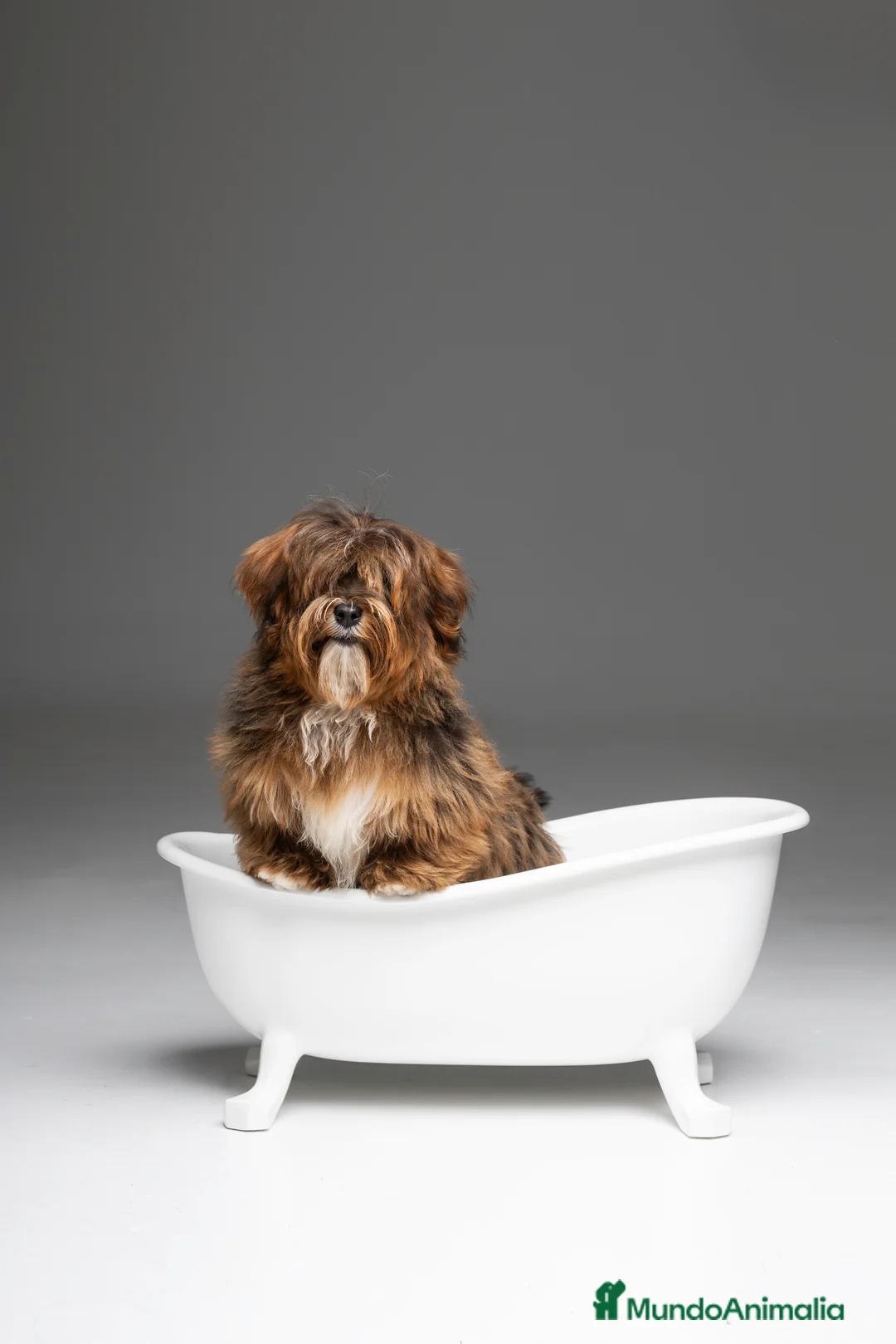 Imagen de galería {{count}}