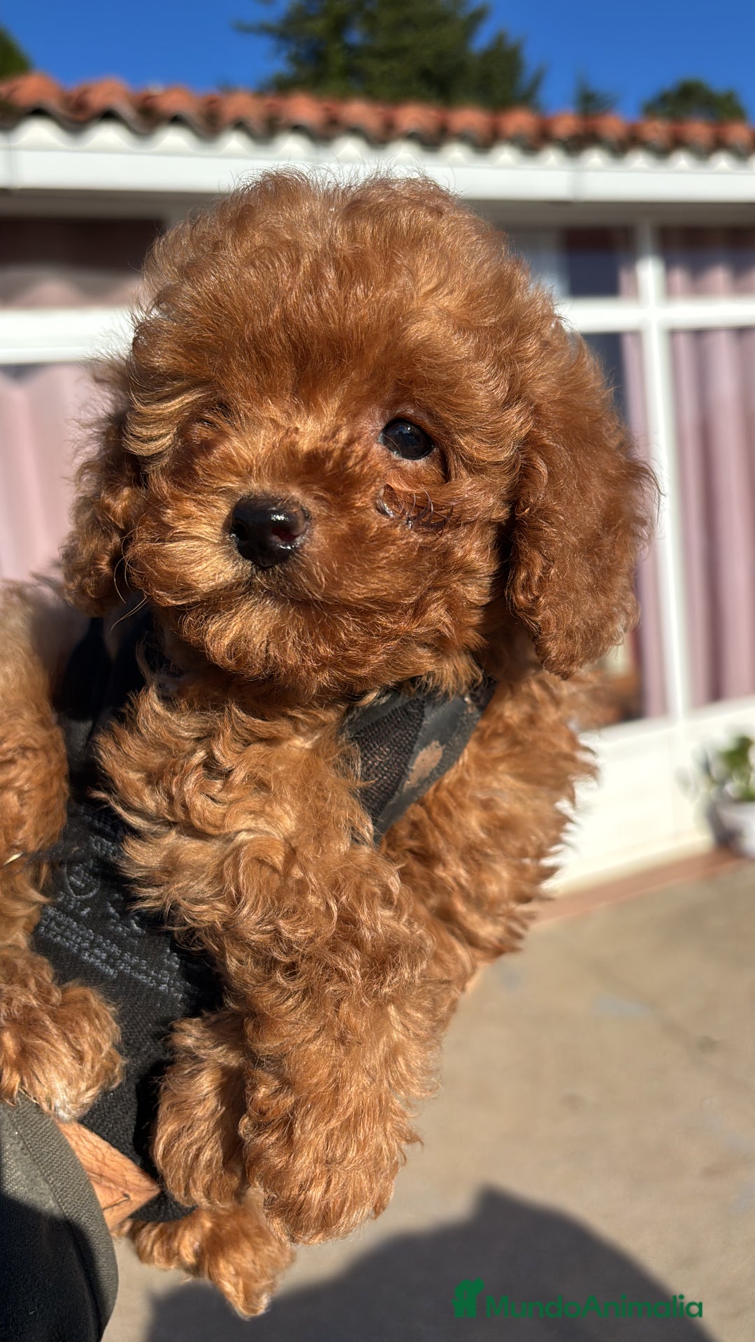 Caniche Toy perros en venta: caniche rojo toy  - Anuncio 1