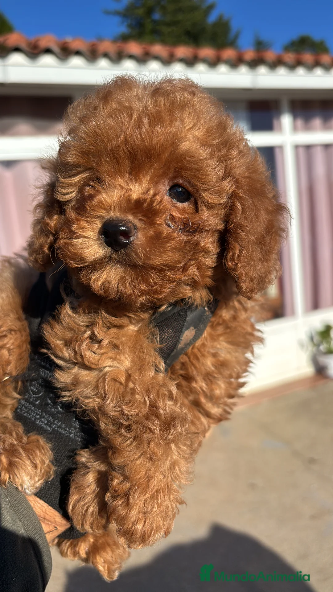 Caniche Toy perros en venta: caniche rojo toy  - Anuncio 1