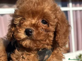 Caniche Toy perros caniche rojo toy - Anuncio 20