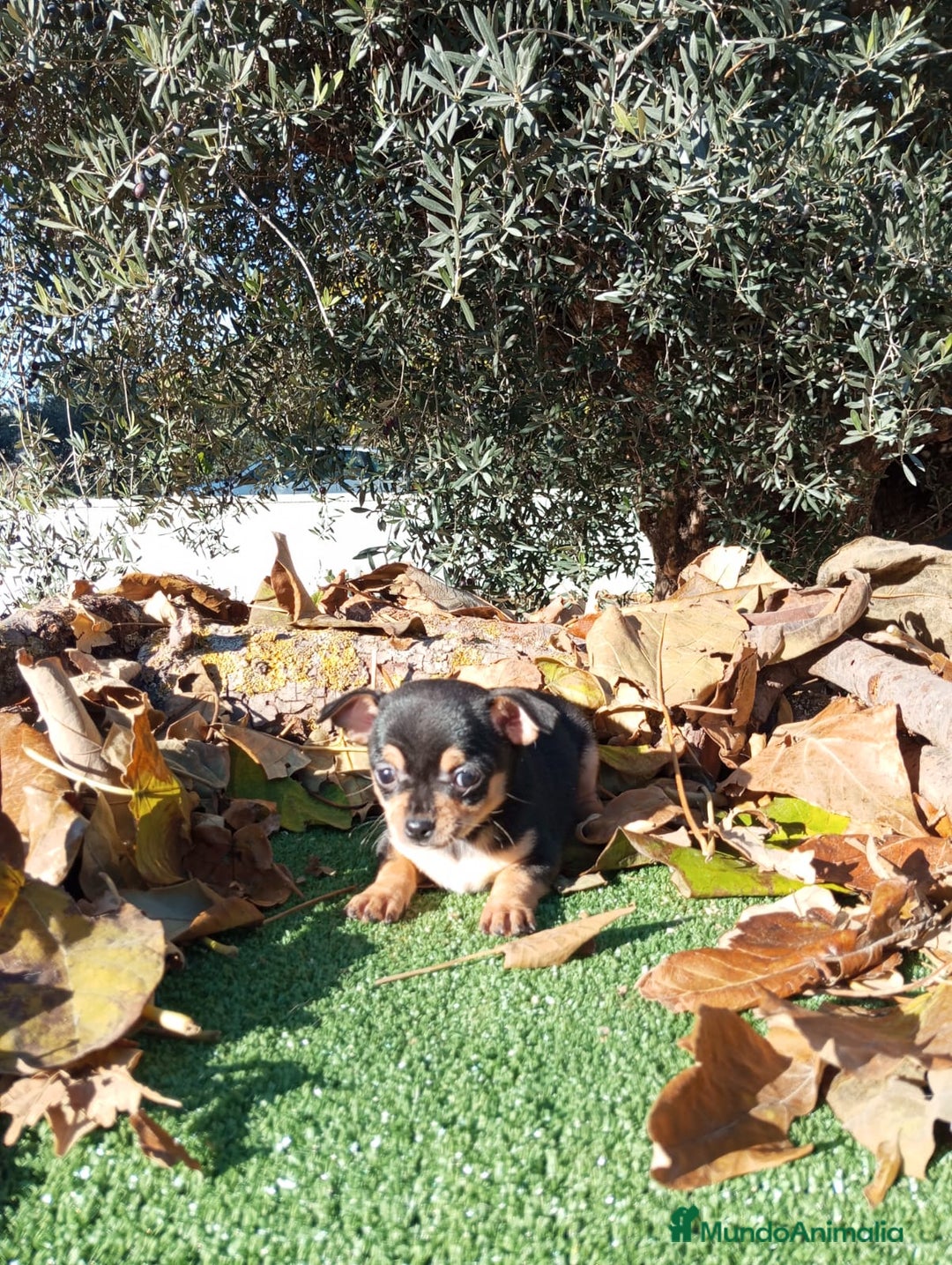 Chihuahua perros en venta: CHIHUAHUAS toy cabeza de manzana - Anuncio 14