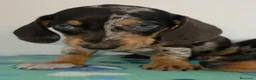 Teckel Miniatura perros en venta: Teckel arlequines y exoticos - Anuncio 1
