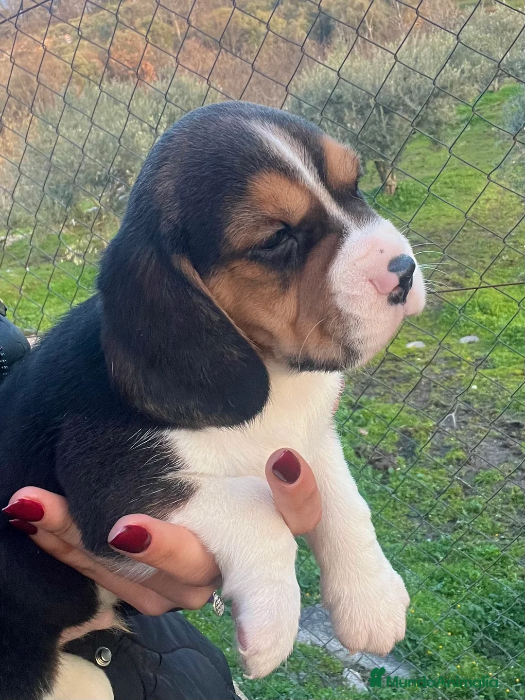 Beagle perros en venta: Beagle cachorros  - Anuncio 6