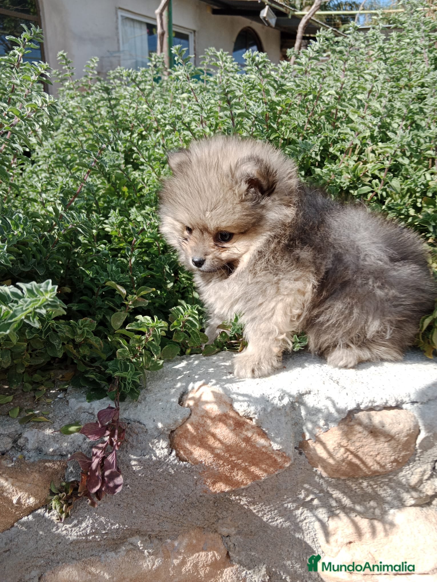 Pomerania perros Pomerania toy blanco  en Granada - Anuncio 16