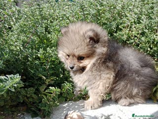 Pomerania perros Pomerania toy blanco en Granada - Anuncio 5